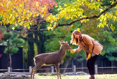 İstanbul Çıkışlı Sömestr Özel Japonya & Kore Turu Tüm Turlar Dahil