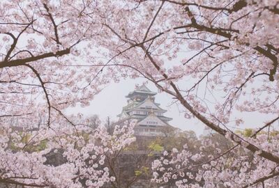 Antalya Çıkışlı Sakura Zamanında Japonya & Kore Turu Tüm Turlar Dahil