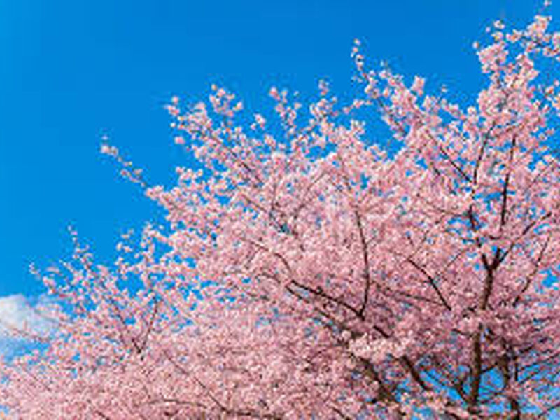 İstanbul Çıkışlı Sakura Zamanında Büyük Japonya & Kore Tüm Turlar Dahil